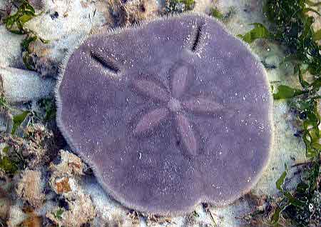 The Sand Dollar: A Measure of